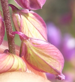 Chiedo conferma..Polygala